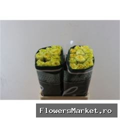 R Gr Starwalker