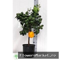 Citrus meyeri 'Meyer'