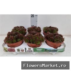 Sempervivum   ...