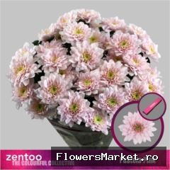 Chrysanthemum TR 'Pastela Pink'