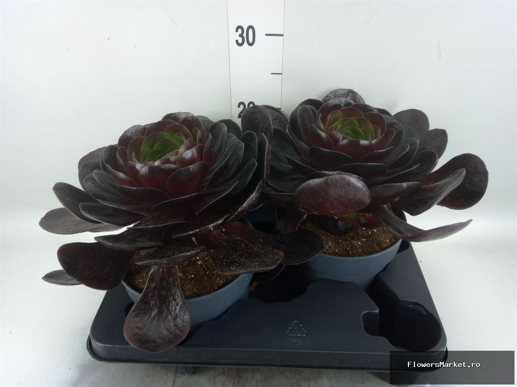 Semponium Indoor / Outdoor