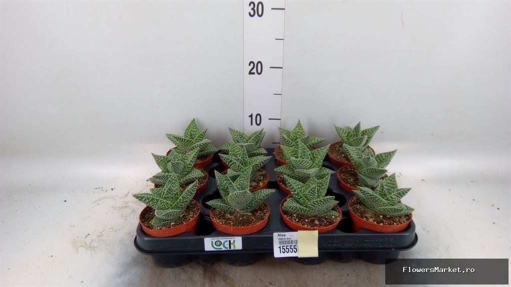 'Gasteria Aveo'