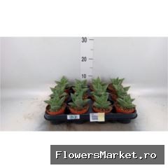'Gasteria Aveo'