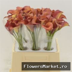 Zantedeschia 'Captain Trinity'