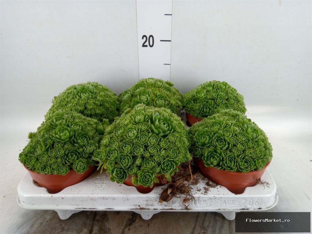 Rosularia sedoides alba