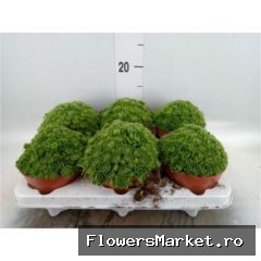 Rosularia sedoides alba