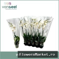 Phalaenopsis   ...white
