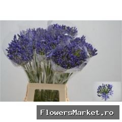 Agapanthus FU 'Arctic Ocean'
