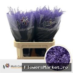 Thlaspi Metallic Milka