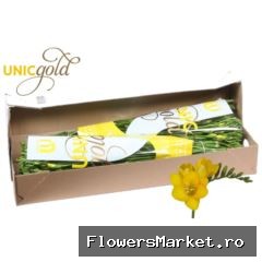 Freesia EN 'Serrada'