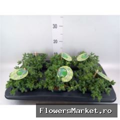 'Pickle Plant'