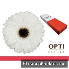 Gerbera GB 'White House'