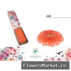 Gerbera MIB 'Gerponi Jive'