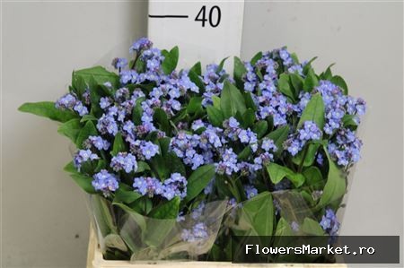 Myosotis alpestris 'Atlantis'