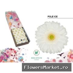Gerbera GB 'Pole Ice'