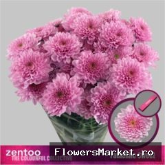 Chrysanthemum TR 'Fabienne Sweet'