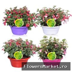 Fuchsia  'Bella Fuchsia'  ..mix