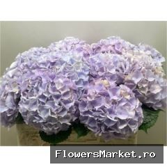 Hydrangea  'My Beau Minerva'