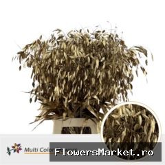 Chasmanthium Antique