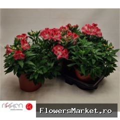 Alstroemeria  'Intic Romance'