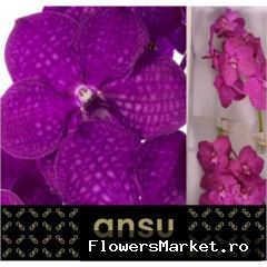 Vanda Rasberry Cerise