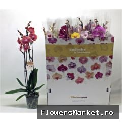 Phalaenopsis   ...mix 10