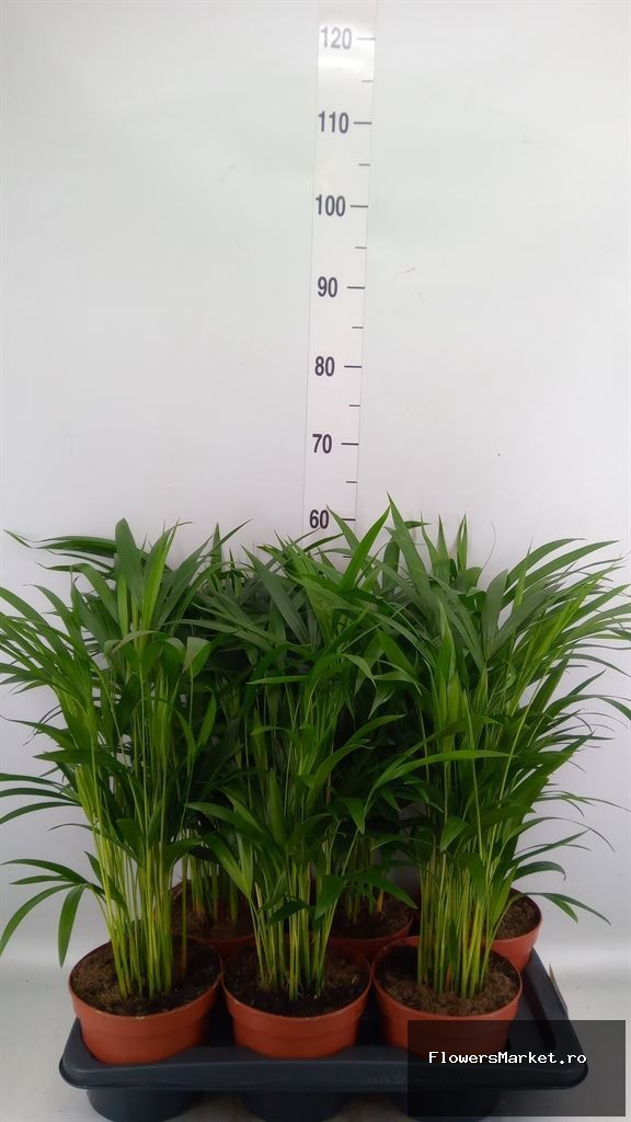 Dypsis lutescens   ...Chrysalidoca