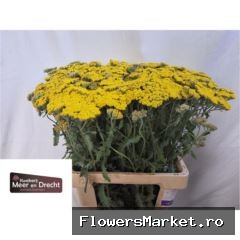 Achillea 'Moonshine'