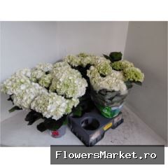 Hydrangea mac. 'Wudu'
