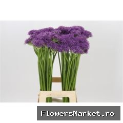 Allium  'Violet Beauty'