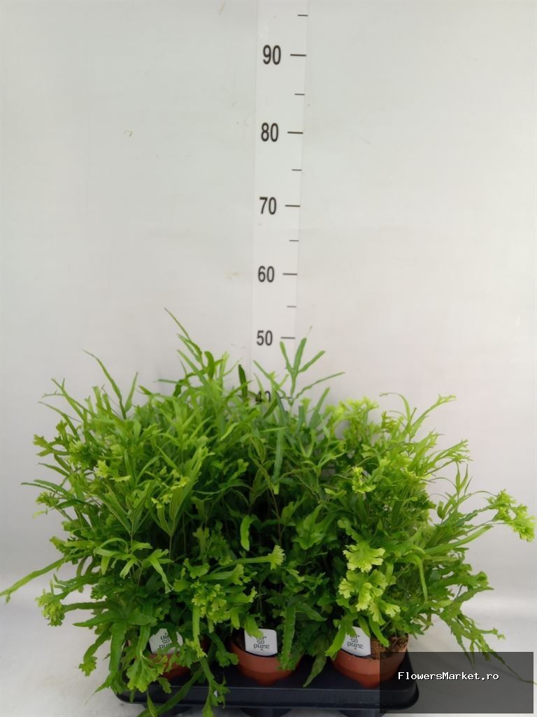 . 30 cm