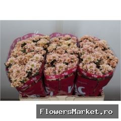 Chrysanthemum SA 'Babette'