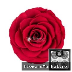 Bella Red02
