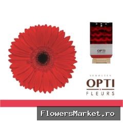 Gerbera GB 'Blinddate'