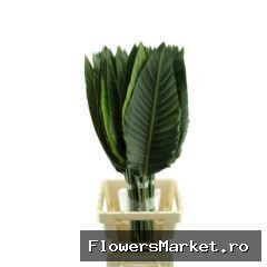 Strelitzia reg. ...blad