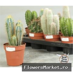 Cactus ...