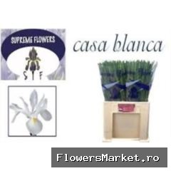 Iris 'Casablanca'