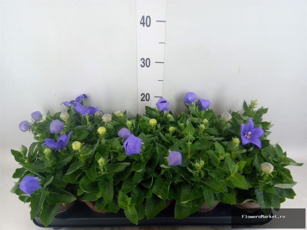 Platycodon Astra Blauw met steeketiket