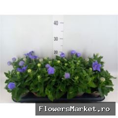 Platycodon Astra Blauw met steeketiket