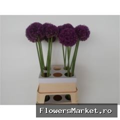 Allium  'Ambassador'