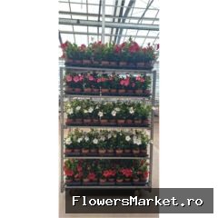 Mandevilla   ...