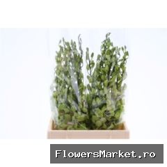 Dendro Green Sg