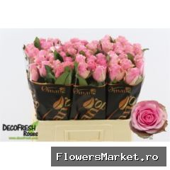 Rosa GR 'Celeb'