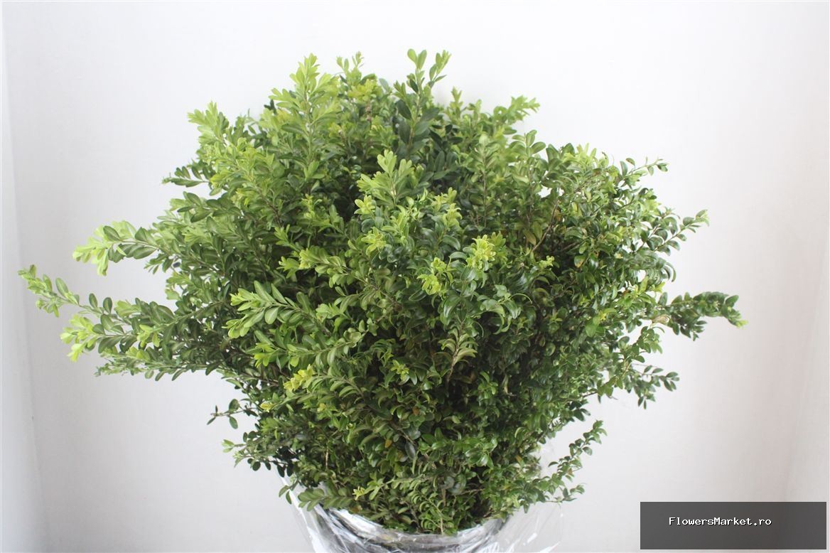 Buxus semp.   .../bos