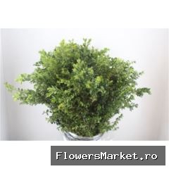 Buxus semp. .../bos