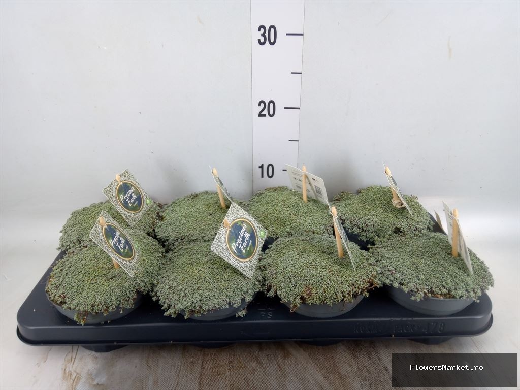 Mossy Gandalf (Grey) , schaaltje 13 (Raoulia, zilvergrijs)