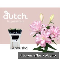 Lilium ori. DB 'Roselily Anouska'