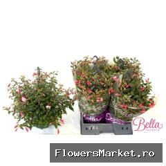 Fuchsia  'Patio Princess'