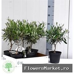 Olea europaea
