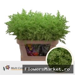 Solidago Mint